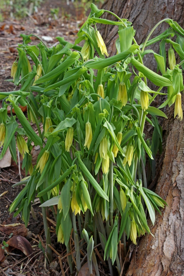 Image of Uvularia grandiflora|Juniper Level Botanic Gdn, NC|