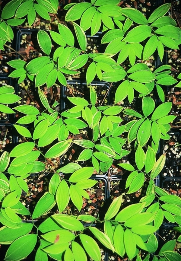 Image of Uvularia sessilifolia 'Cobblewood Gold'|D. Probst Gdn, MA|