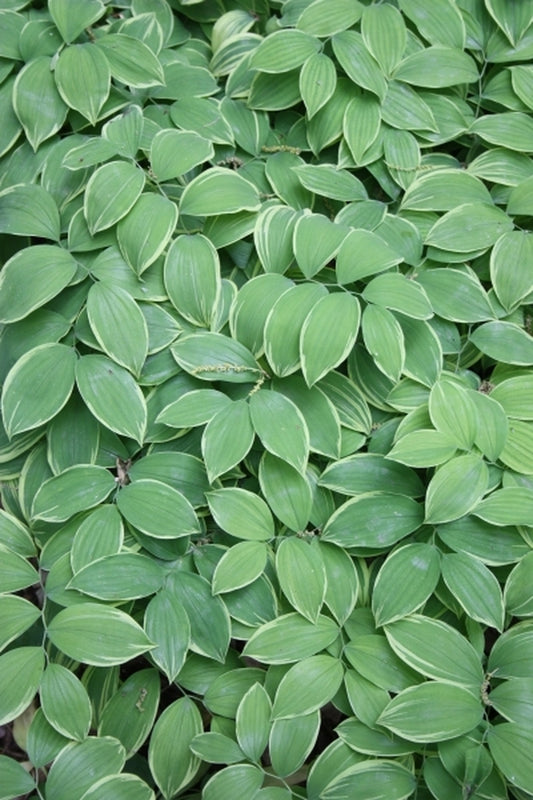 Image of Uvularia sessilifolia 'Cobblewood Gold'|H. Hansen Gdn, MN|