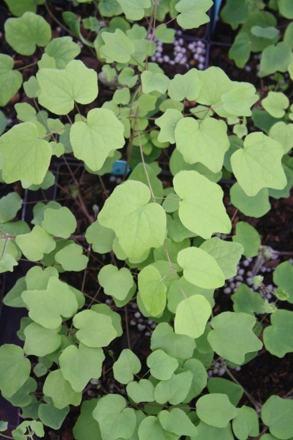 Image of Vancouveria hexandra|Juniper Level Botanic Gdn, NC|JLBG