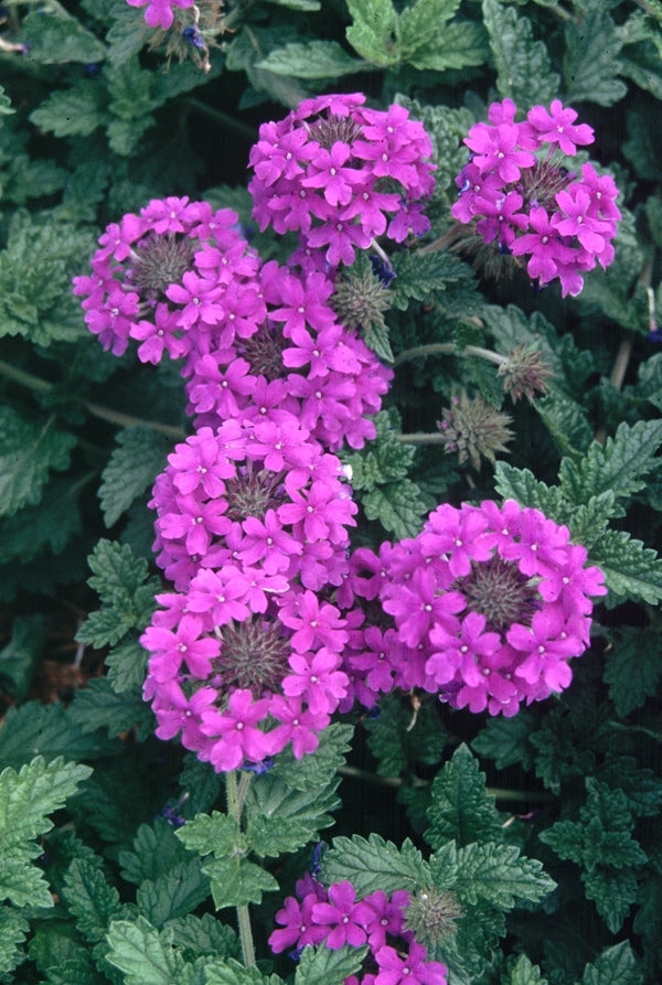 Image of Verbena 'Homestead Purple'|CO Garden|