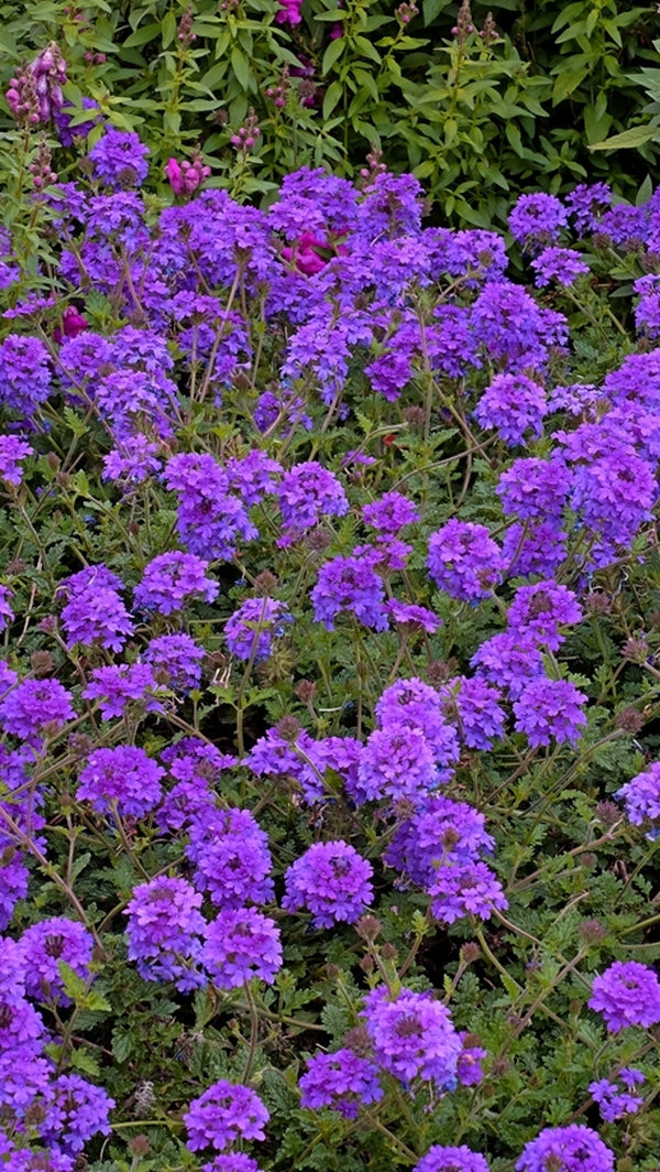 Image of Verbena 'Homestead Purple'|Dallas Arboretum, TX|