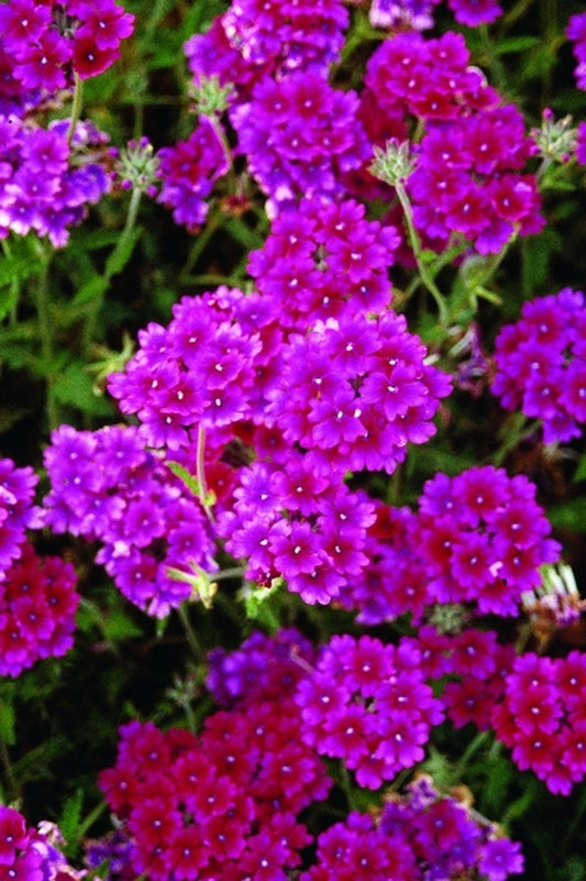 Image of Verbena 'Hot Lips'|Juniper Level Botanic Gdn, NC|JLBG