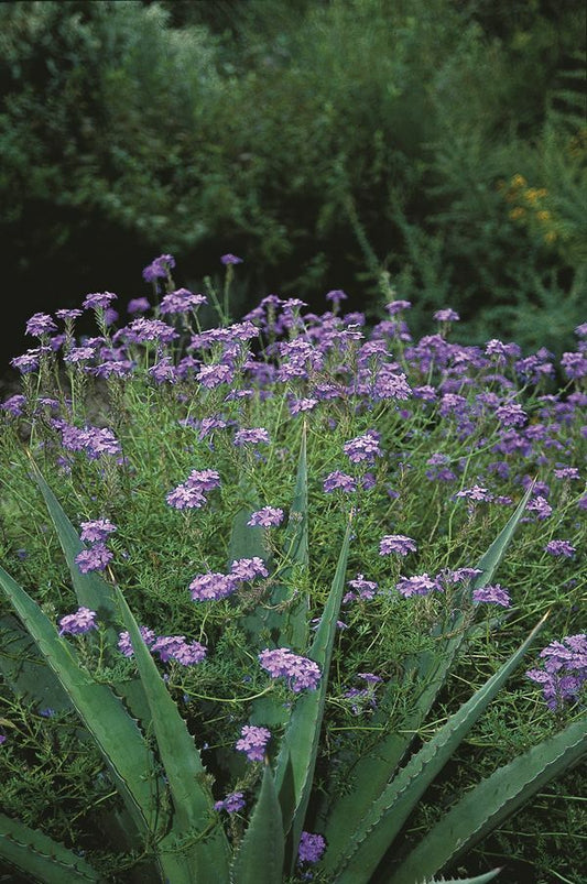 Image of Verbena 'Mystic'|Juniper Level Botanic Gdn, NC|JLBG