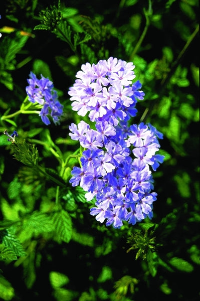 Verbena-Pinwheel-Princess.i-