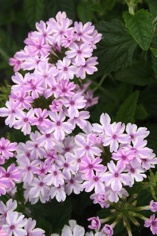 Image of Verbena 'Tie Dye'|Juniper Level Botanic Gdn, NC|JLBG
