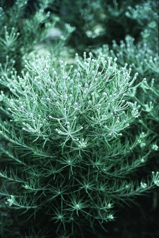 Image of Vernonia lindheimeri coll. #A3T-016|Juniper Level Botanic Gdn, NC|JLBG