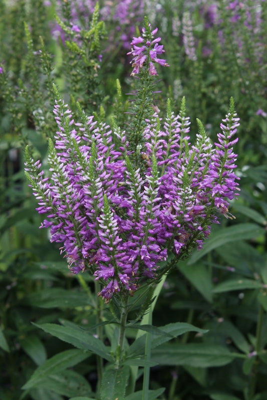 Image of Veronica 'Amethyst Plume' PP 24,411|Juniper Level Botanic Gdn, NC|JLBG