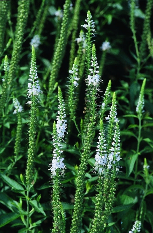 Image of Veronica 'Iglo'|Juniper Level Botanic Gdn, NC|JLBG