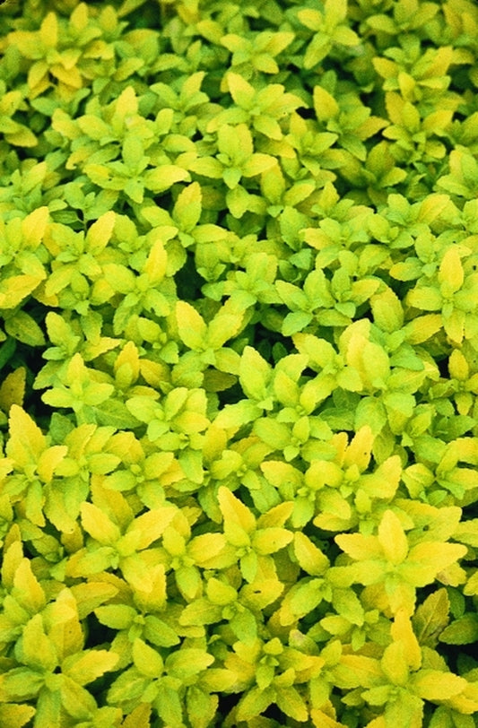 Image of Veronica prostrata 'Aztec Gold' PP 13,354|Juniper Level Botanic Gdn, NC|JLBG