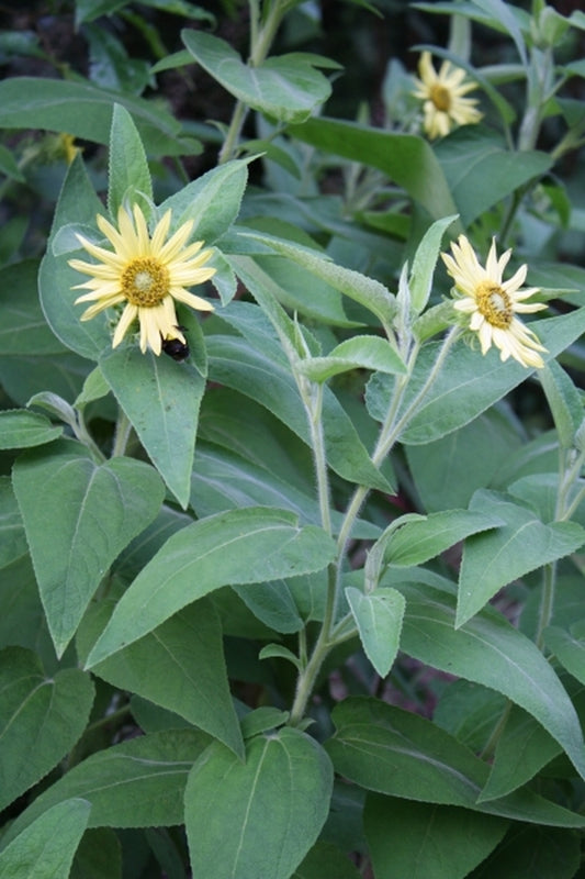 Image of Vigethia mexicana T72-45|Juniper Level Botanic Gdn, NC|JLBG