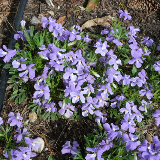 Image of Viola pedata 'Blue Bibb' taken at Juniper Level Botanic Gdn, NC by JLBG