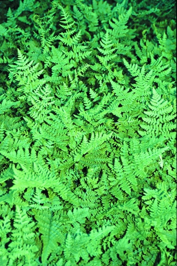 Image of Woodsia obtusataken at Juniper Level Botanic Gdn, NC by JLBG