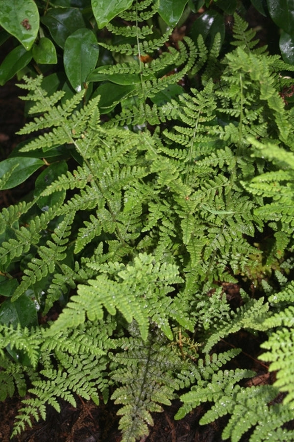 Image of Woodsia scopulina var appalachiana|Juniper Level Botanic Gdn, NC|JLBG