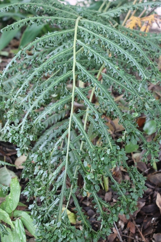 Image of Woodwardia orientalis 'Crispa'|Juniper Level Botanic Gdn, NC|JLBG