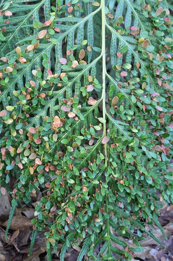Image of Woodwardia orientalis 'Mama Mia'taken at J.C. Raulston Arboretum, NC