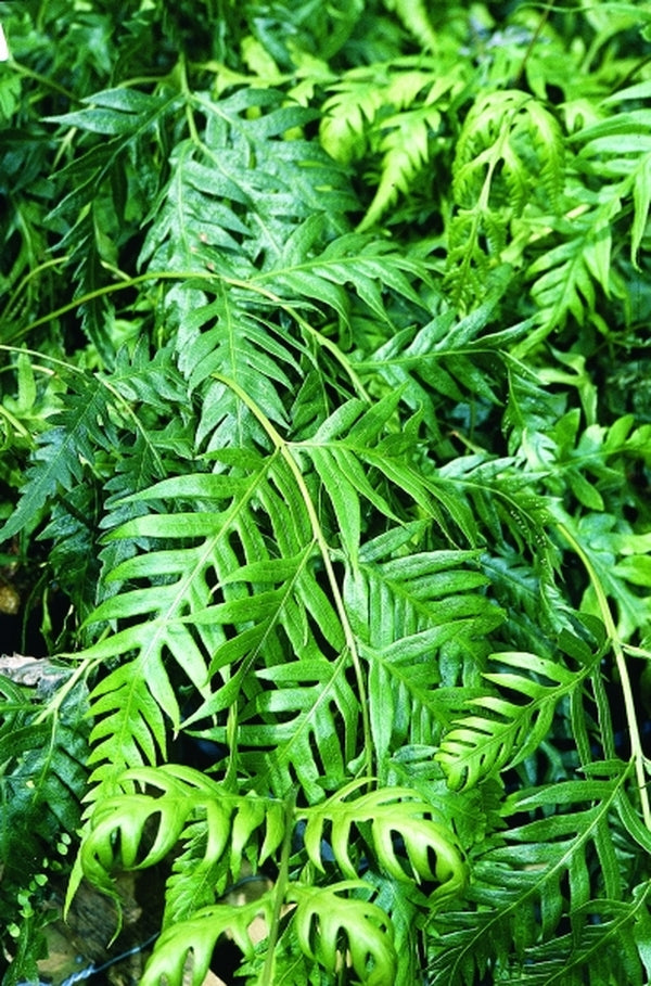Image of Woodwardia orientalis var. formosana # BSWJ 6854|Juniper Level Botanic Gdn, NC|JLBG