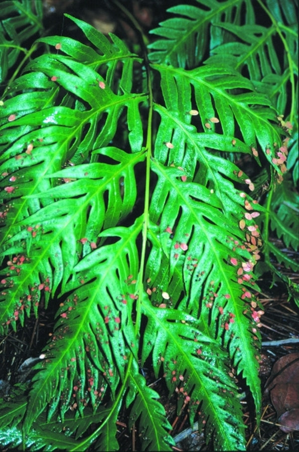Image of Woodwardia orientalis|Wayside Gdn, SC|