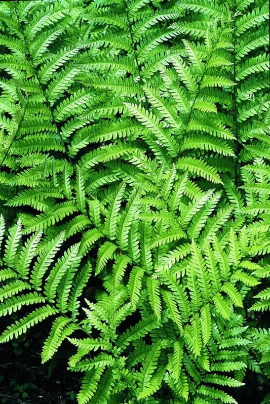 Image of Woodwardia virginica 'Perquimans'|NC Botanical Gdn, NC|