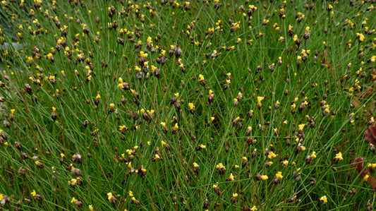 Image of Xyris baldwiniana|Juniper Level Botanic Gdn, NC|JLBG