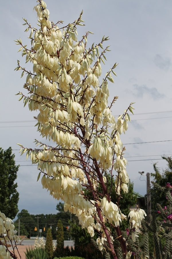 Image of Yucca 'Red Rover'|Paul J. Ciener Botanical Gdn, NC|A. Roethling
