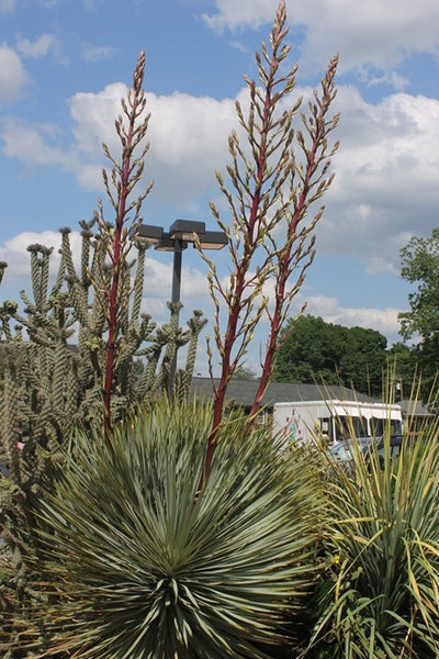 Yucca-Red-Rover.i-12167.s-