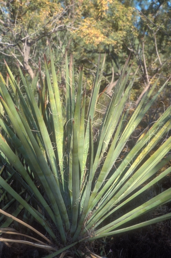 Image of Yucca arizonica|Boyce Thompson Arboretum, AZ|