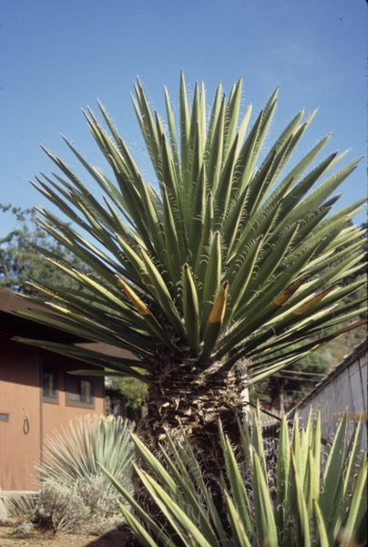 Learn about Yucca carnerosana | Spanish Dagger | Perennial
