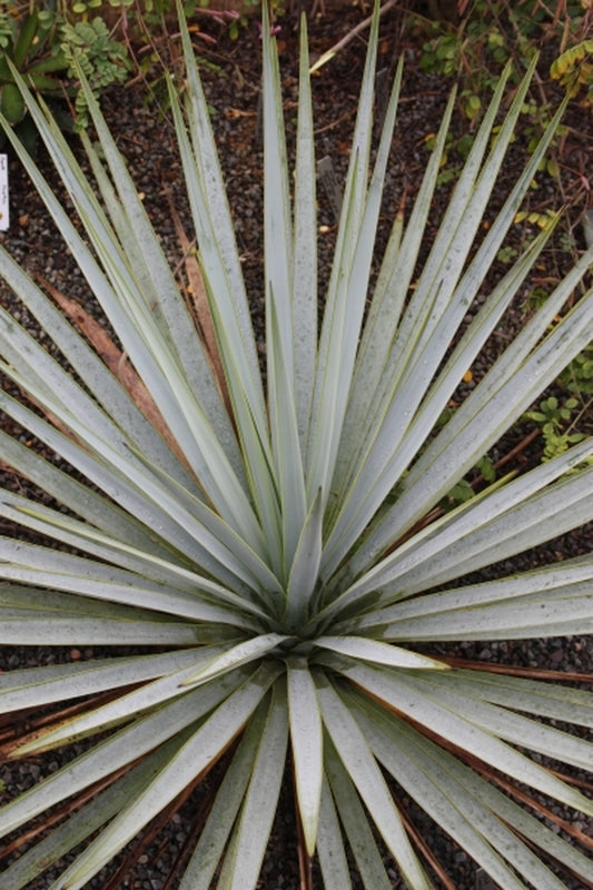 Image of Yucca coahuilensis|Juniper Level Botanic Gdn, NC|JLBG