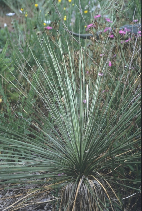 Image of Yucca constricta coll. #D28-31|Yucca Do Nursery, TX|