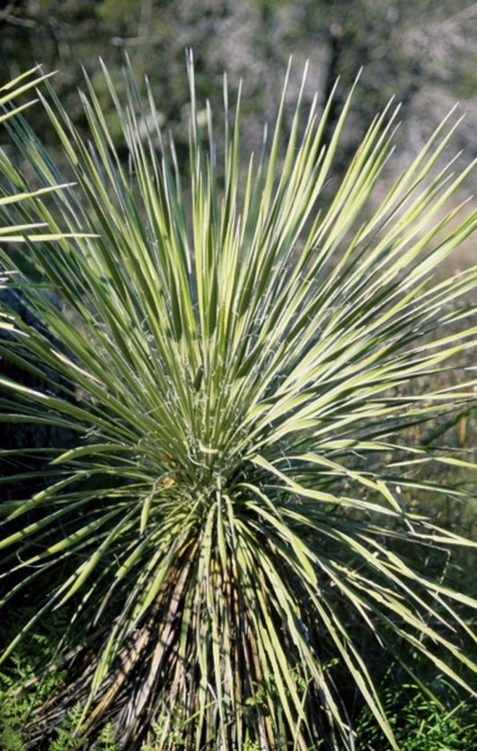 Image of Yucca constricta|In Situ Burnet Co, TX|