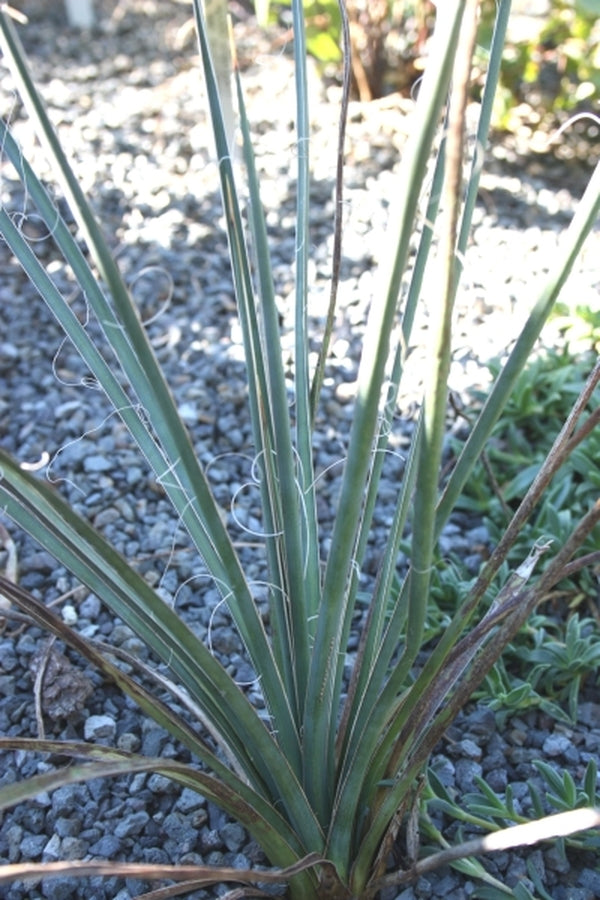 Image of Yucca decipiens|Juniper Level Botanic Gdn, NC|JLBG