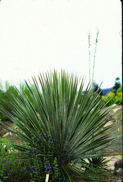 Yucca elata coll D0922