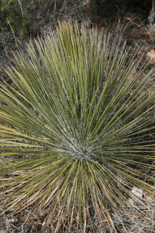 Image of Yucca elata var. angustissima|in situ Payson, AZ|
