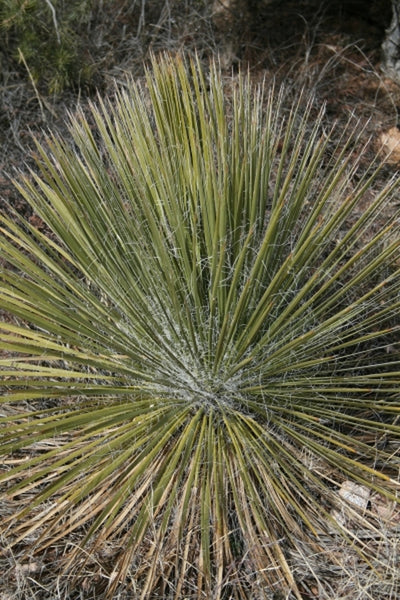 Yucca elata var angustissima