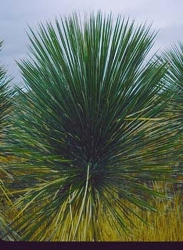 Image of Yucca elata var. radiosa coll. #A2T-083B|In Situ Alpine, TX|