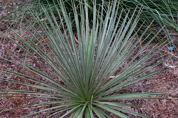 Image of Yucca elata var. verdiensis||