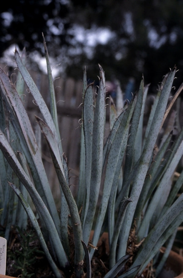 Image of Yucca endlichiana|San Marcos Growers, CA|