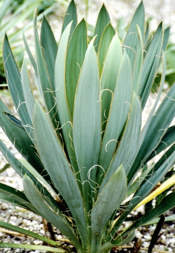Image of Yucca filamentosa var. concava|Hillier Gdn, UK|