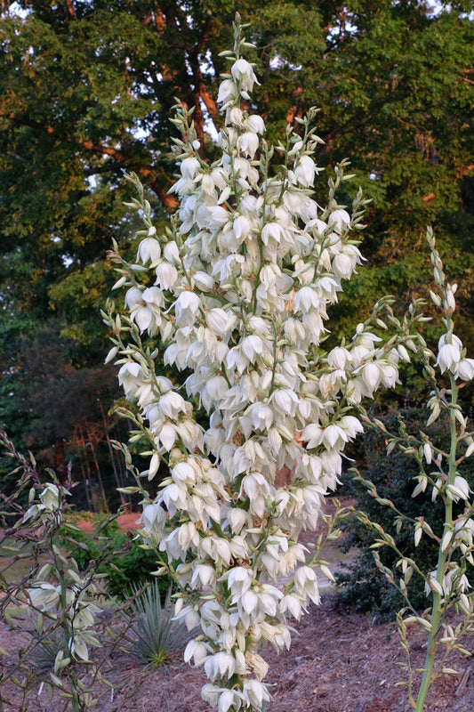Image of Yucca flaccida 'Morgenglocke'|Juniper Level Botanic Gdn, NC|JLBG