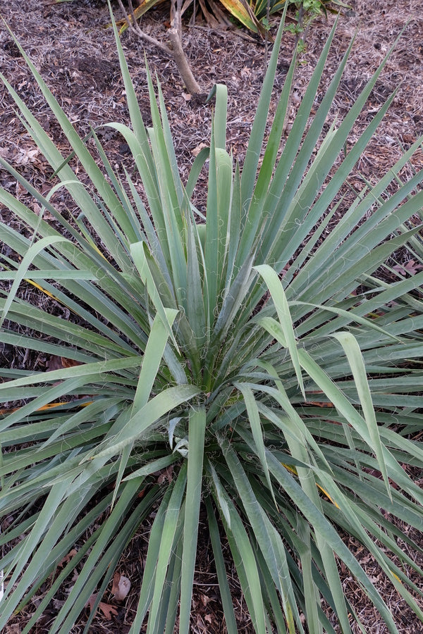 Image of Yucca flaccida 'Morgenglocke'|Juniper Level Botanic Gdn, NC|JLBG