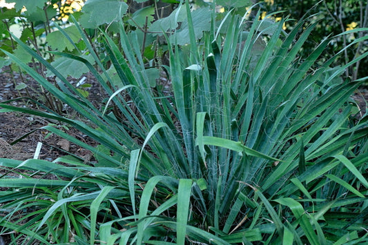 Image of Yucca flaccida 'Trompenberg Blue'|Juniper Level Botanic Gdn, NC|