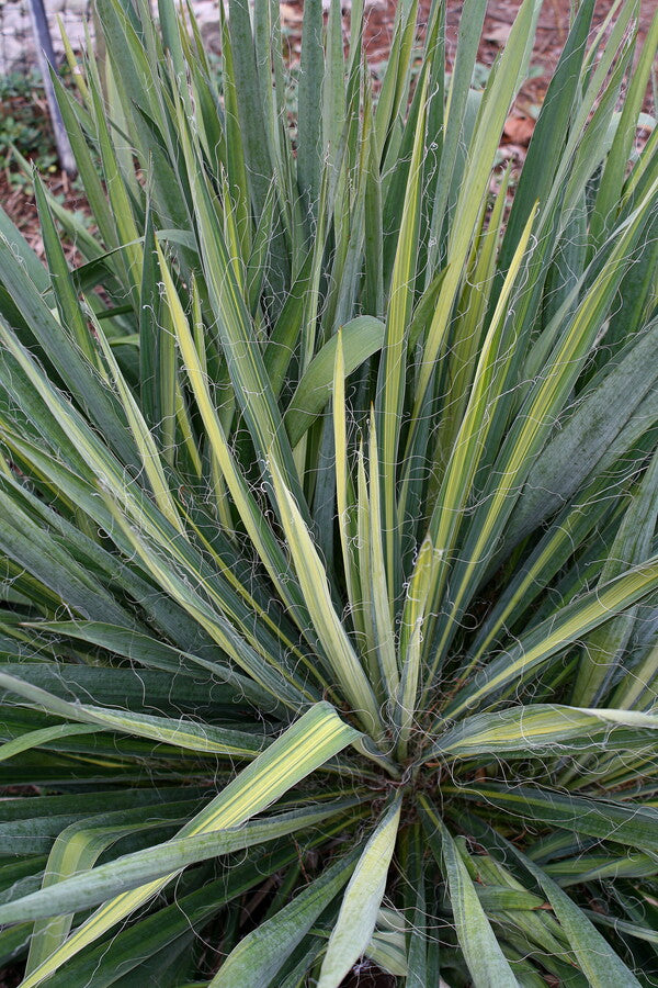 Yucca-flaccida-Yellow-Striper.