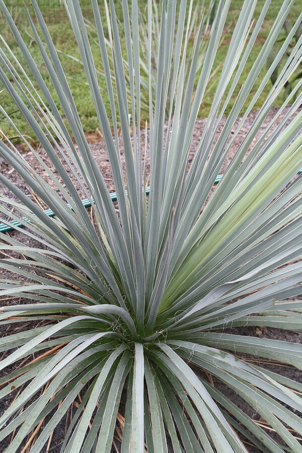 Image of Yucca glauca 'Cimarron Pink'||