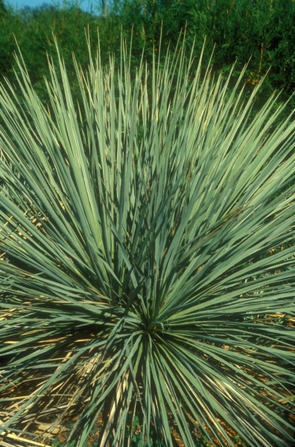 Image of Yucca glauca|Longwood Gdns, PA|