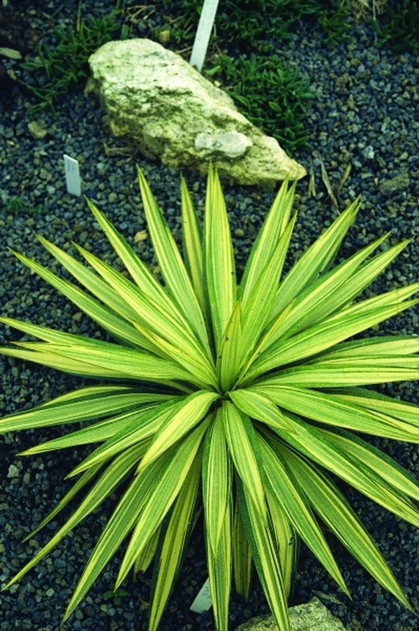 Image of Yucca x gloriosa 'Tiny Star'|Juniper Level Botanic Gdn, NC|JLBG