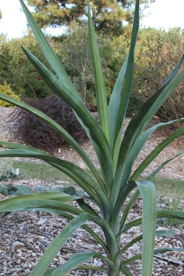 Image of Yucca jaliscensis|Juniper Level Botanic Gdn, NC|JLBG