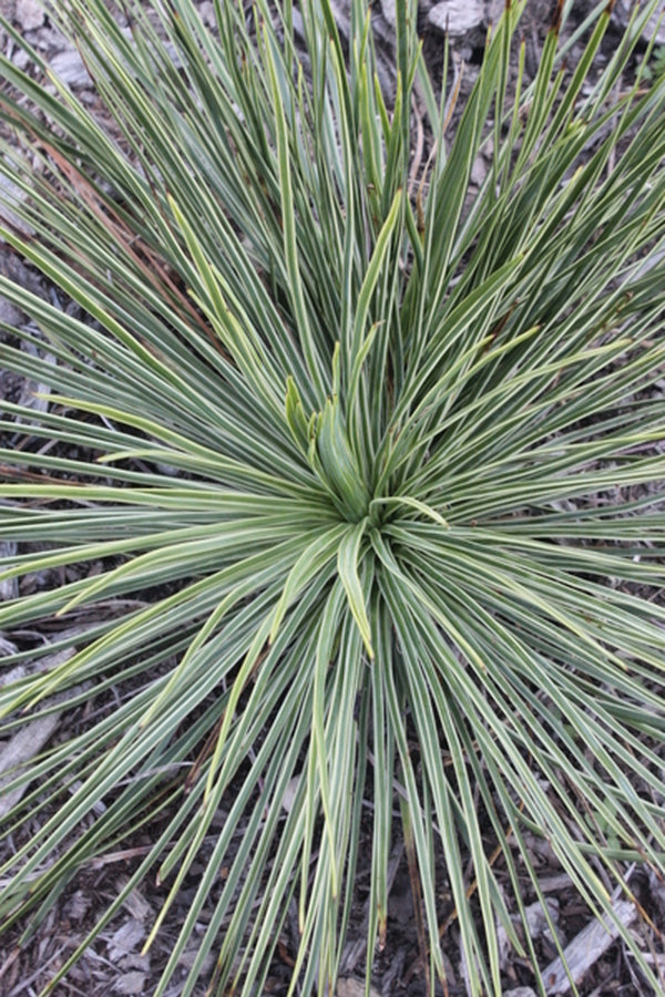 Image of Yucca linearifolia 'Line Dance'|Juniper Level Botanic Gdn, NC|JLBG