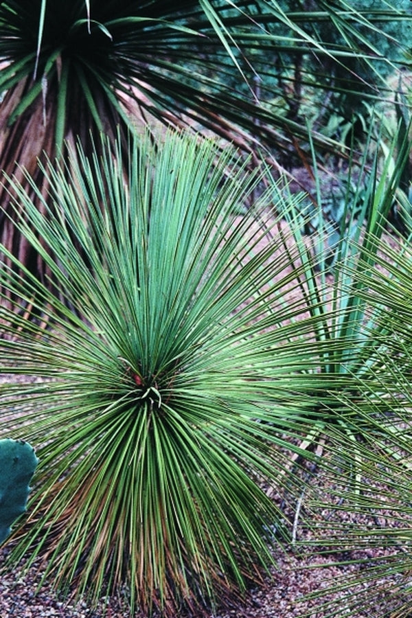 Image of Yucca linearifoliataken at Peckerwood Gdn, TX