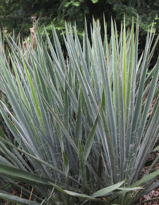 Image of Yucca louisianensis 'Desoto Blue'|Juniper Level Botanic Gdn, NC|JLBG